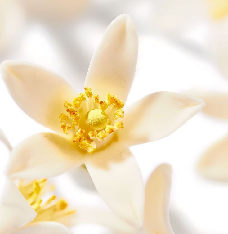 The Voice Of Breathtaking Moments 50ml  - Technical Panel 2